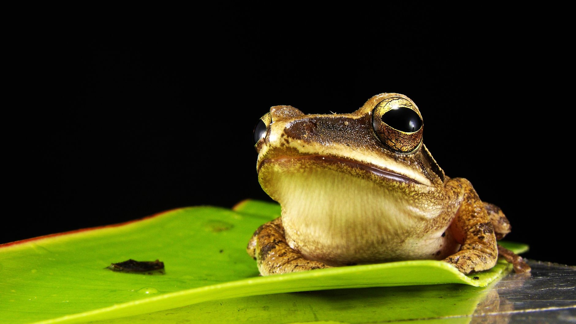 new frog species
